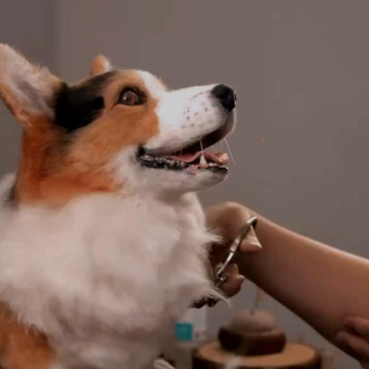Figurines - Dog